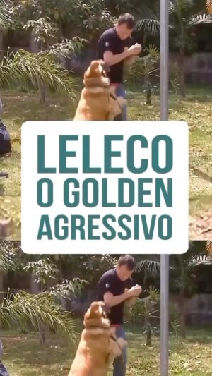 Alexandre Rossi Instagram - Um Golden agressivo é algo que chega a assustar a maioria das pessoas, mas infelizmente qualquer raça pode se tornar agressiva.

No caso do Leleco, aconteceu principalmente porque ele não tinha limites e regras em casa, e também por ciúmes das coisas que ele achava importante, como a comida. Mas com bastante treino e dedicação foi possível torná-lo um cão carinhoso e brincalhão!

➡️ Se você quer melhorar o comportamento do seu cão, comente “EU QUERO” pra receber o link e se tornar aluno do meu Curso de Educação de Cães Adultos (Método Adestramento Inteligente).
:
#alexandrerossi #drpet #comportamentocanino #adestramentointeligente #agressividadecanina