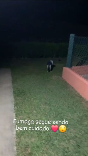 Alexandre Rossi Instagram - Recebi a atualização da condição do pai da Estopinha hj. Difícil ver ele assim, mas confortante ver o carinho e dedicação da tutora dele. De noite ele fica num quarto menor com vários tapetes higiênicos para absorver o xixi que não é pouco. Durante o dia e parte da noite também ele da as caminhadas dele. Aproveito para agradecer a @petix por ajudar a cuidar dele nos dando os tapetes higiênicos da super secao. Logo mais acho que ele fará 18 anos. Obrigado 🙏