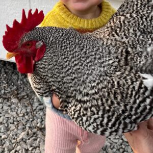 Alexys Gabrielle Instagram - maybe the number of extraordinary things that happen in your life depends on what you notice ✨ like laughing your butt off with your husband the moment you **realize** your girl horse is DEF a boy horse 👀 or watching your tiny human hold a whole rooster. Or learning to like your squinty smile cause you realize it looks just like your dad’s. Or realizing what a gift it is that you can make beautiful things a flower arrangement or some cinnamon rolls or anything you want with your own two hands. Life can really be a scavenger hunt for little miracles every single day. Here’s to more noticing in 2024 🤍