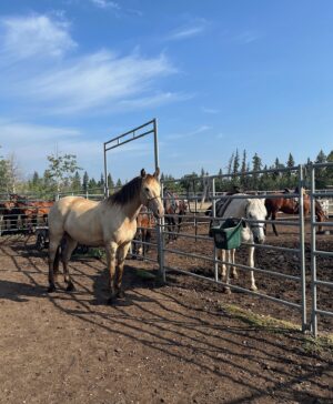 Alisha Newton Instagram - Miley Stewart summer!!! ☺️🐴🩵

Love turning my friends into cowgirls! 🫶🏼 Brought the brats to my favourite place @raftersixranch 🤠 no better way to see the Canadian Rockies 🏔️