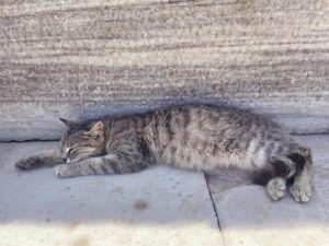 Alison Sudol Instagram - cats in ruins #greece