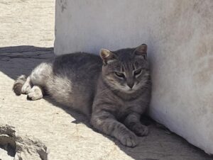 Alison Sudol Instagram - cats in ruins #greece