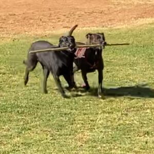 Ally Beardsley Instagram - Clem settled in highlights   my fav man at the dog park 📚 🦢