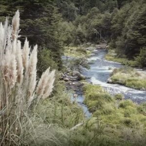 Amaro Gómez-Pablos Instagram - Del tocón de árbol vuelve a brotar la vida 🌳 Esta es una historia de #regeneración sostenible: de un vuelco familiar que representa la transformación de una comunidad; de la explotación maderera a convertirse en un referente mundial de conservación y regeneración. La reserva biológica #HuiloHuilo (@huilohuilo_reservabiologica), en Chile 🇨🇱, es el escenario que ejemplifica el cambio que la humanidad debe tomar para reconectar con la #naturaleza y regenerar los #ecosistemas que hacen posible la vida.

Nos internamos con el periodista Amaro Gómez-Pablos (@tvamaro) en el corazón del bosque, donde conocemos los testimonios de Roberto, ex maderero, y de su hijo Felipe, hoy guía turístico; también de Bastián y el trabajo de conservación de la rana de Darwin; de la agricultora Hilda y sus huertos sostenibles; de la artesana Eliana y la capacitación laboral de las mujeres en la comunidad.

Regeneración para crear un impacto positivo ambiental, social, económico. La magia del bosque vivo. #DíaMundialdelaNaturaleza