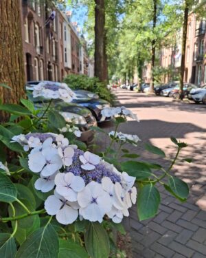 Amaya Forch Instagram - Amsterdam
#pasajerosentrance