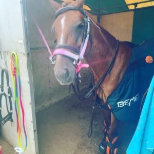 Amelia Heinle Instagram - Princess getting the special treatment before the show!! #bemertherapy #spoiledpony #love