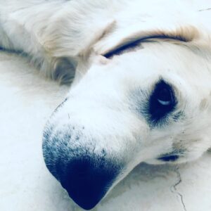 Amelia Heinle Instagram - Love forever. @walterandpopo #nationaldogday