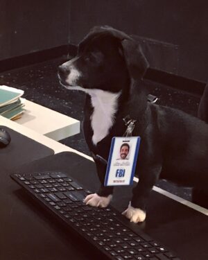 Amir Arison Instagram - #NationalWorkLikeADogDay
#AgentReina #Throwback #TheBlacklist #AramMojtabai #ReinaTheRescue #rescuedogsofinstagram