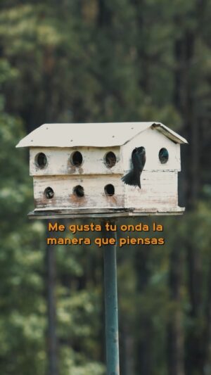 Ana Tijoux Instagram - Si te caes te levanto, si tu lloras yo te abrazo, si te pierdes yo te aguanto, si me cantas yo te canto.🧡

Hace falta más amor y empatía. Viene mucha música linda y aquí Polos Opuestos junto a @anatijoux ¿Ya la dedicaste?😁