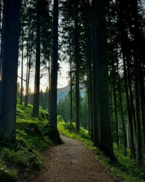 Anas Bukhash Instagram - / for the love of nature 🌲🌳 يا حبي للطبيعة