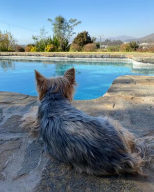 Andrea Tessa Instagram - Tres meses, mi Patancito. Tres meses en que nuestro contacto ya no es físico, sino a través de los recuerdos, del corazón. Mi perrito compañero, mandón, bueno para el frisbee. Todos te echan de menos, los perritos vecinos que te hacían fiesta al verte, mi familia, mis amigos. Dejaste una huella inmensa de amor a prueba de todo. Ahora ya puedo mirar tus fotos y vídeos sin quebrarme, con el tiempo he logrado hablar de ti, de a poco se ha ido disolviendo el nudo en la garganta que no me dejaba decir palabra, menos cantar. Ahora logro sonreír, hasta reírme recordándote. Todos me dicen que busque un perrito, será cuando tenga que ser, cuando lo sienta en mi corazón. Te adoro, mi @patantessa ♥️
