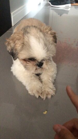 Andrei Soares Alves Instagram - Spok ensinando algumas coisas pro chris seu cachorrinho!