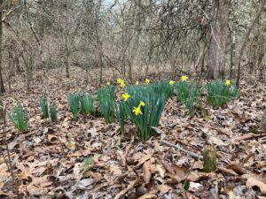 Andrew Peterson Instagram - Wild daffodils. I found these shining in the woods near the Warren a few years ago, and every year I forget about them till they’re the only splash of color and they demand attention.