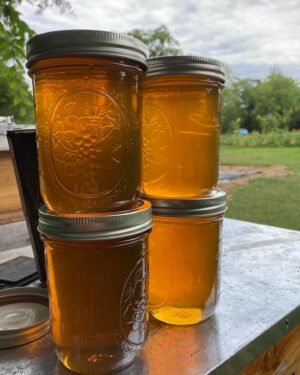 Andrew Peterson Instagram - Honeybees never cease to amaze me. Because I’m sure someone will ask, this is a Flow Hive. I bought it years ago, just to see if it would work, and it pretty much does as advertised. I think it’s good to learn how to harvest honey traditionally first, and then try one of these if you have a couple of hives. (My other hive is healthy and strong, but I’m not going to harvest for a little while yet.)

Nothing compares to the embodied experience of that initial burst of flavor and joy when you’re eating honey made by your own bees, from your own property.