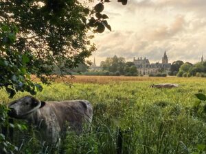 Andrew Peterson Instagram - English longhorns in Christ Church Meadow. Pretty sure this one wrote Gored of the Rings. Either that or the Chronicles of Farmia. #oxford