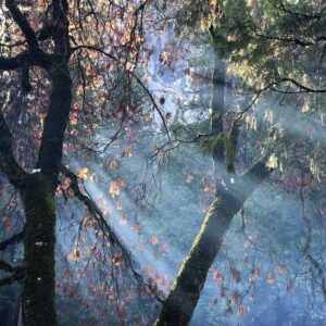 Andy Puddicombe Instagram - The winter sun shining through the trees in beautiful #Yosemite 🧡