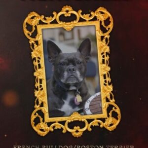 Anjali Bhimani Instagram - Welcome to the ring, Norma Jean! Played by her mama, the amazing Emily Swallow. Norma Jean is The Puppy Roll’s feisty French Bulldog/Boston Terrier Fighter! Cheer Emily and Norma Jean on as they fight for @PetcoLove⁠ ! (PS her sword and shield were provided by @pawlymorph !!!) 

Norma Jean's poll is open on our Tiltify campaign: ⁠ 
Which potion should Norma Jean find? 
Go to https://bit.ly/thepuppyroll to donate and vote!⁠ ⁠ 

The Puppy Roll will stream on August 20th. Sign up for FREE at https://ThePuppyRoll.com to be entered into our milestone giveaways, and head to https://bit.ly/thepuppyroll to donate! 

Donate to participate in polls to affect the game, both before the stream and during! Learn more about The Puppy Roll: https://youtu.be/_ckC0pChSxc 

#dnd #ttrpg #dungeonsanddragons #petcolove #petcolovelost #emilyswallow #adoptdontshop
