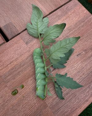 Anne Burrell Instagram - Soooooo…I was pruning my tomato plant and found this guy!!! Does anyone know what it is? Besides a big, green (I guess) caterpillar?!?!