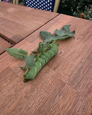 Anne Burrell Instagram - Soooooo…I was pruning my tomato plant and found this guy!!! Does anyone know what it is? Besides a big, green (I guess) caterpillar?!?!