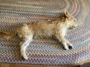 Annette O'Toole Instagram - Barry recovering from morning ball fetching.