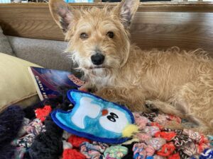 Annette O'Toole Instagram - Barry went to his first vet visit. He was very good and got this little toy from his nurse. He didn’t like toys until this one. Tomorrow he can finally have a bath thank God.