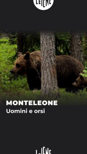 Antonino Monteleone Instagram - Il dibattito sulla convivenza tra uomo e orso è più acceso che mai. Il nostro @a_monteleone ha attraversato il confine per capire che cosa succede in Slovenia, dove sembrerebbero aver trovato un equilibrio #LeIene
