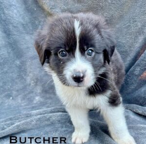 Antony Starr Instagram - They are cooked and ready for their new homes!!!
It’s taken a minute but they are all healthy , strong and good to go!! 
“Butcher” is the first to be adopted  so he’s off the market but the rest are all waiting for you! 
So go adopt don’t shop!!!!
Whoop!

Contact @pupswithoutborders for more details!