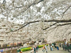 Artit Tangwiboonpanit Instagram - Sakura🌸