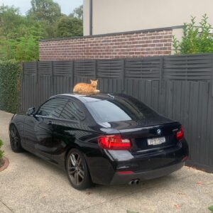 Ash Williams Instagram - My accountant showing off his new car.
