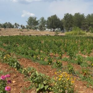 Aslı Tandoğan Instagram - Geçen hafta öyle güzel bir gün geçirdik ki!
@barbarosfarm ‘ın Ata tohumlarından yetiştirilmiş bostanından yiyeceğimiz sebzeleri topladık,çam ağaçlarının altında tertemiz havanın içinde soframız bostandan toplanan ürünler ve uzun zamandır yediğim en güzel pizza ile kuruluydu…🌲🍅🦚 

#reklam mecburen yazmalıyım