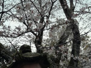 Atsushi Horie Instagram - 桜が咲いてたんだね🌸
#諏訪神社 
#立山防空壕