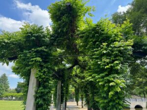 Atsushi Horie Instagram - 夏のようでしたな🌳