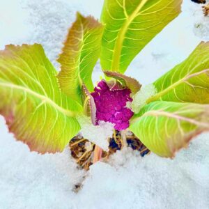 Atz Lee Kilcher Instagram - Good day in my books. Woke up to snow, went for a ski, dug potatoes,put up kale in freezer and watched the alpenglow turn the freshly snow covered mountains a calming pink and orange. I can officially go on the record now and say, “Piss off summer, winters back in town”
#quecard #bringitwinter #yup #minus33merinowool