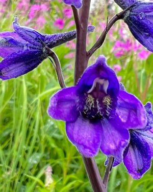 Atz Lee Kilcher Instagram - Alaskan wild flowers, some of the best people I know. 

#flowersforthewin
