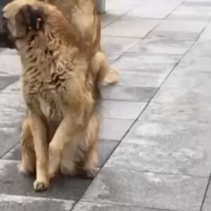 Ayşegül Aldinç Instagram - Videoda yıllar önce arabamla kırmızı ışıkta durduğumda rastladığım sokak canlarının sevgi dolu bi sese verdiği karşılığı görüyorsunuz. 
🐕🐈🐕
İplenmiyor olduğumuzu düşünmek ne fena hissettiriyor.
“Biz” deyince “Siz” i bile aradan kaldıran “Onlar” devreye giriyor.
Hep birlikte yaşamayı beceremedik gitti. 
🐕🐈🐕
Sokak hayvanları için “Ölüm Yasası” nı tartışılıyor mecliste biliyorsunuz. 
İlk 3 madde kabul edildi.
Hayvansevmez çoğunluğun hayvanseverlerleri dışlayıp içeri bile almayarak kaosa sebep olduğunu gördük.
Bu iş manipüle edilmeye gelmez. 
Gelmemeli
🐈🐕🐈
Geçende bir kanalda bilirkişi olarak hönküren bir yaşam formu “Kedi ve köpekler yenilebilir hayvanlar olmadığına göre öldürülmelerinde bir sakınca yok” dedi⁉️
İnanılır gibi değil!..
Keşke ilâhi adalet (Hâşâ Allah’ın işine karışmak gibi olmasın) en kısa zamanda tecelli etse.
🐈🐕🐈
Kişisel olarak da mağduriyetleri anlamadığım asla düşünülmesin.
İnsan sevgisini hayvan sevgisine alternatif gören ve gösterenle hayvanseverlerin derdi.
Pazartesi kurul tekrar toplanacak ve sokak hayvanlarıyla ilgili nihai “karar” alınacak.
🐈🐕🐈
Dilim döndüğünce tekrar ifade ve rica etmek isterim:
İnsanî yöntemler varken ölüm melekliğine soyunmayın.
Hem öldürmek yaşatmaktan her anlamda daha pahalı. ( İşin içinde akçesel başka dümenler olduğu da söyleniyor.)
Bakın günaha giriyorsunuz.
Çekin şu yasayı geri.
İslah edin, iflah kesmeyin, itlaf etmeyin.
🐕🐈🐕
“Ötenazi”kelimesinin ne anlama geldiğinin çoğunluk tarafından bilinmemesinin rahatlığıyla seçildiğinin, “Uyutmak” sözcüğünün ninni eşliğinde bir çocuğu uyutmak olmadığının farkında vicdan sahipleri.
🐈🐕🐈 
Hadi tüm hayvanseverler bugün son gün.
#yasayıgeriçek hashtag’ine yükleniniz.
@changetr e atılan her dijital imza yasanın geri çekilmesine neden olacak. İmzalayınız. 
Cimer’e yazınız.
Elinizi korkak alıştırmayınız. 
Bu yasal bir hak.
İyi haberler alabilme ümidiyle…
#kısırlaştıraşılatyaşat
#katliamyasasınahayır