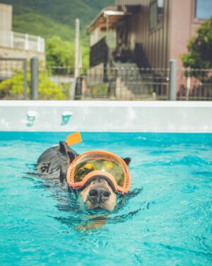 Bae Jung-nam Instagram - 근육을 키우기위해서 여름엔 수영재활이 최고 🐶🐾🤿🏊💦🤩👍🏻💪👏
