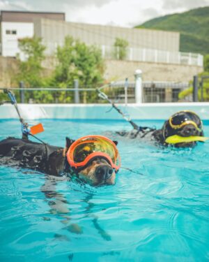 Bae Jung-nam Instagram - 근육을 키우기위해서 여름엔 수영재활이 최고 🐶🐾🤿🏊💦🤩👍🏻💪👏