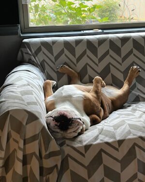 Barry Kerch Instagram - Jellybean has a rough life. 🤦🏼‍♂️

#shinedown #campaignagainstnegativity #englishbulldog #bulldog #jellybean #dogsofinstagram