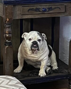 Barry Kerch Instagram - Gorda my old lady.  Today is a sad day and you will be horribly missed.  Thank you for the life lessons, and joy, you brought to our family.  A dogs life is too short, but you had 14 great years. Though I am tearful, I am happy you are at rest. 

#Shinedown #campaignagainstnegativity #dogslife #englishbulldog