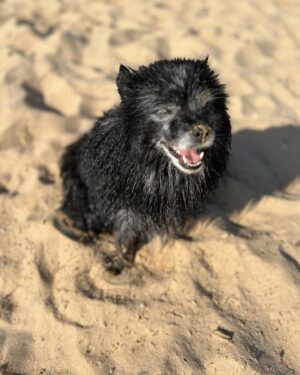 Bellamy Young Instagram - At some point, I turned into a beach person. 😂🤯🤷🏻‍♀️ We both did. 🐶🥰😄
(@pedrosegundoofficial was just waiting for us to catch up. 😎) 
Hope whatever you're up to today, it's making you smile too. Much love to everybody! 💗🏖️❤️