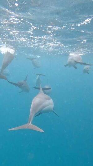 Benjamin Macé Instagram - 🤩🐬