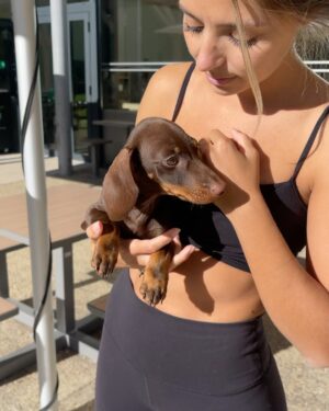 Benjamin Macé Instagram - Bienvenue dans la famille Ugo 🐾

#teckelnain#chiot#babydog