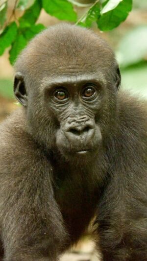 Bertie Gregory Instagram - Meet the ever-charismatic Epolo, son of Makumba. This little fella was totally convinced he was already a giant silverback, puffing his chest out and strutting around. Some of you asked on my last video, ‘why are you wearing a mask?’ It’s because we humans are so similar to gorillas (we share about 98% of our DNA!), we are capable of giving them our airborne diseases. Filmed with @markmcclean01 and @justdrewsound for the ‘Elephant Quest’ episode of ‘Animals Up Close’ in @dzanga.sangha now streaming on Disney . #AnimalsUpClose @wildstarfilms @natgeotv