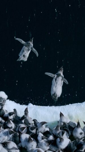 Bertie Gregory Instagram - They’re medal winners in our hearts—and we can’t wait to see them in Secrets of the Penguins, coming to National Geographic in 2025 🐧 Video by: @bertiegregory