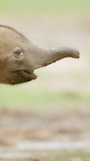 Bertie Gregory Instagram - This poor little elephant calf was missing half of her trunk. We don’t know how she lost it, but it was likely either from a predator or a wire snare (a trap laid by poachers to catch antelope). Elephant trunks are one of the most extraordinary pieces of biomechanical engineering. Because the trunk is so crucial to an elephant’s life, losing half of it is a big problem for this calf. However, there is a glimmer of hope. I once filmed a much older elephant in Zambia with the same injury. He had learned to get by despite his disability so fingers crossed this calf will do the same. Filmed in @dzanga.sangha National Park.