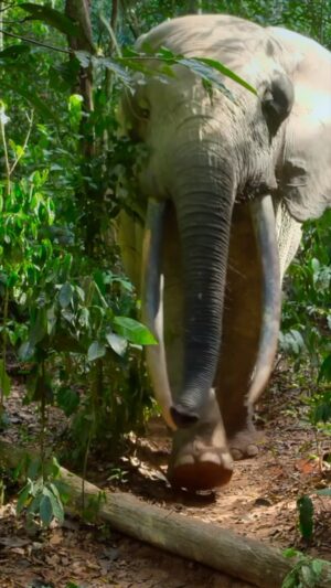 Bertie Gregory Instagram - Forest elephants are classified as critically endangered due to an 86% population decline in a period of just 31 years. They are poached for their ivory and if this doesn’t stop, they will go extinct. The rarest of the remaining forest elephants are the tuskers – enormous males with tusks that reach down to the floor. Our goal was to film one and we thought we had failed. Maybe they were all gone? We discovered the truth on our last day when we went to go and check the camera traps. 

The camera trapping element for the ‘Elephant Quest’ episode of Animals Up Close on Disney  was a huge team effort with some amazing work by Dave Mothershaw, Declan Burley and critical knowledge from our BaAka guides. #AnimalsUpClose @wildstarfilms @natgeo @dzanga.sangha
