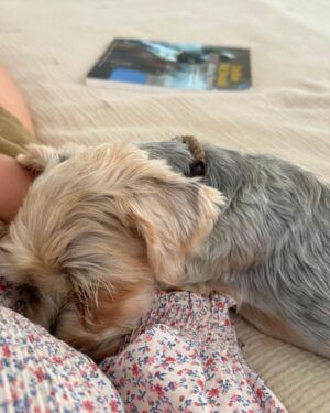 Beth Behrs Instagram - Who rescued who? I love this new addition to our family. He's truly the most snuggly, loving, protective, silly , most joyful boy. I will be forever grateful to @hellosouthladogs @melsobo @veronica_trentadue @hitlivingfoundation for bringing him to me. #olivertwist aka Ollie ! #adoptdontshop