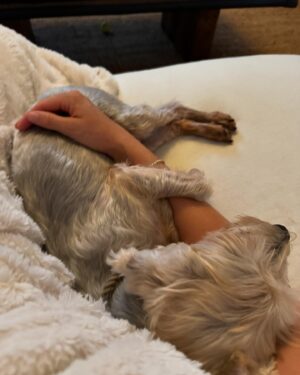 Beth Behrs Instagram - Who rescued who? I love this new addition to our family. He's truly the most snuggly, loving, protective, silly , most joyful boy. I will be forever grateful to @hellosouthladogs @melsobo @veronica_trentadue @hitlivingfoundation for bringing him to me. #olivertwist aka Ollie ! #adoptdontshop