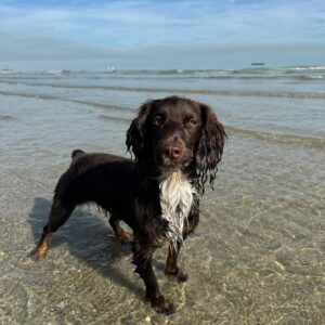 Beth Mead Instagram - Travel days with these beauties 🏖️ ☀️ 🐾