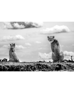 Beverly Joubert Instagram - Cheetahs spend much of their time scoping the landscape for food or foe. These cats are built for life on the open plains. Eyes set high on their heads help maximise binocular vision, while specially adapted retinas provide a wide-angle view of their surroundings. On the predator-rich plains of Kenya, these cats need every advantage they can get to compete with rivals, and these adaptations help them fulfill a unique ecological niche.⁣
⁣
⁣
#cheetah #cat #wildlife